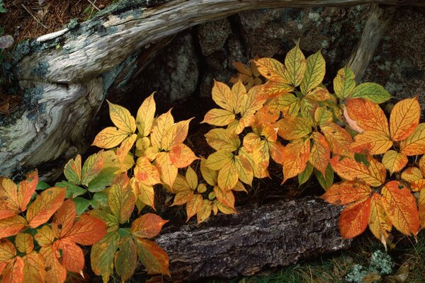 Colored autumn leaves on a tree