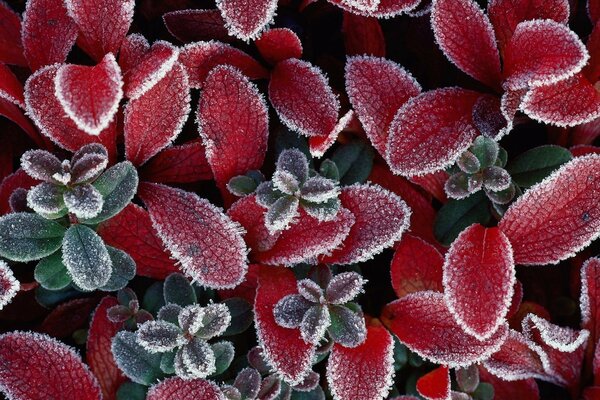 Rote Blätter mit Frost bedeckt