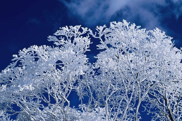 Un árbol cubierto de nieve contra un cielo azul