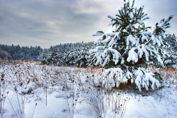 Beautiful sprawling Christmas tree in the spruce forest