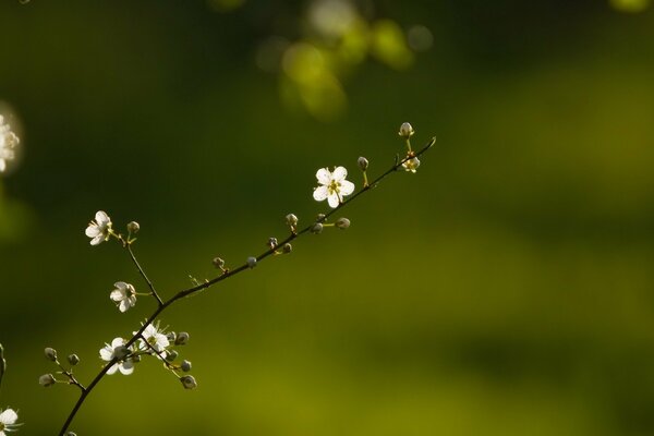 Florece la ramita de la mañana, las hojas florecen