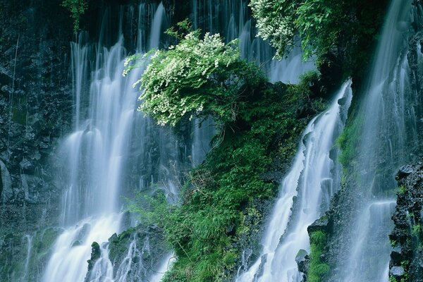 Красивый водопад среди цветущих кустов