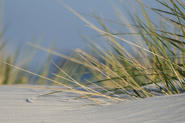Grasstängel, die aus Sand wachsen