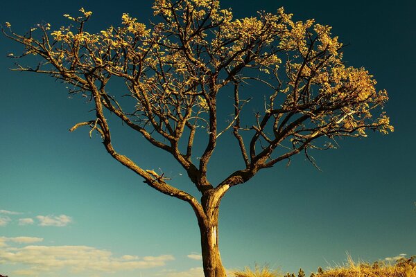 Árbol solitario en una Sabana caliente