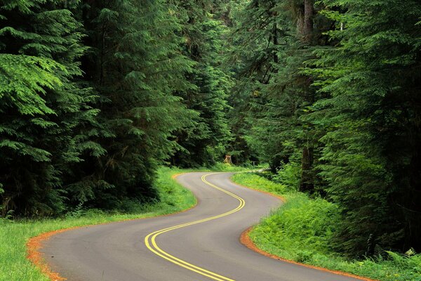 A curving road in a dense forest