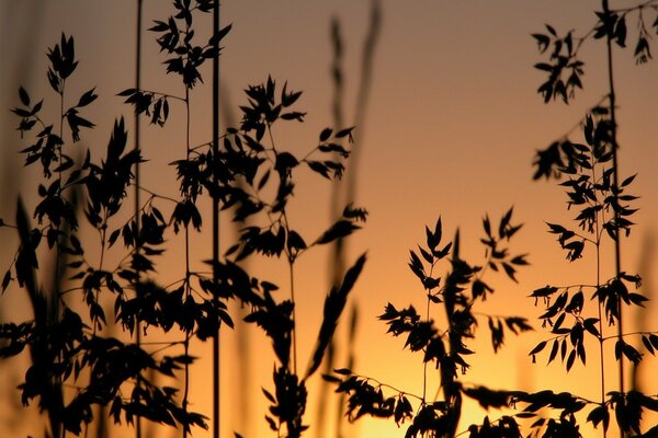 Tallos de hierba al atardecer