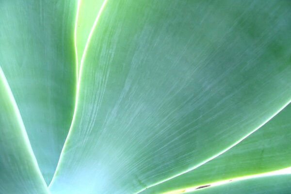 The macrocosm of a green leaf under a sunny day