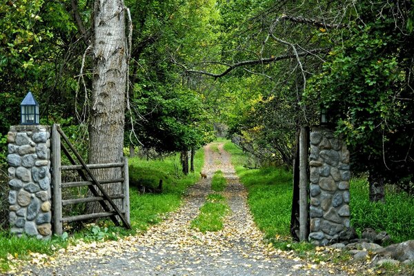 La strada per la foresta fiorita estiva