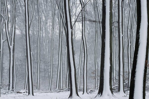 Forêt enneigée et arbres dans la neige