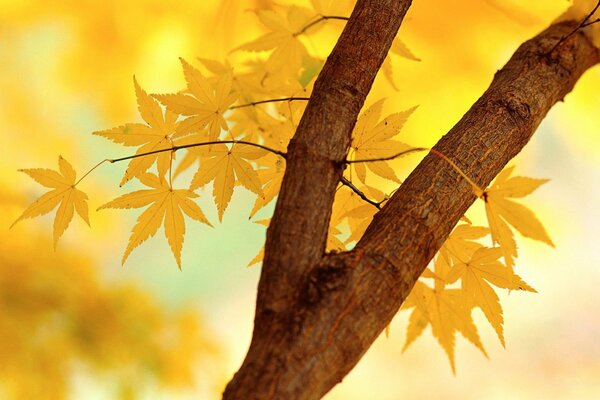 A tree branch with autumn leaves