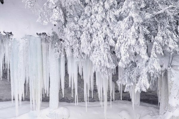 Winter ice on the branches of spruce in the snow