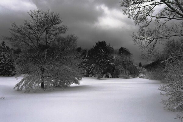 Paisaje nocturno árboles cubiertos de nieve y cielo gris