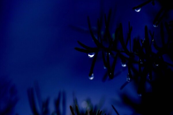 Gouttes d eau sur la branche et la nuit