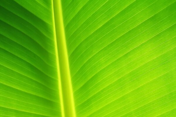 Ornements et harmonie de la feuille de palmier