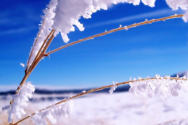 Un luminoso paesaggio invernale di brina su un ramoscello corrente