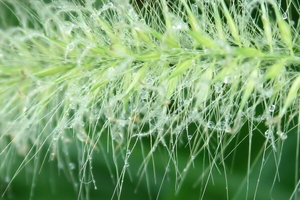 Drops on a green branch close-up