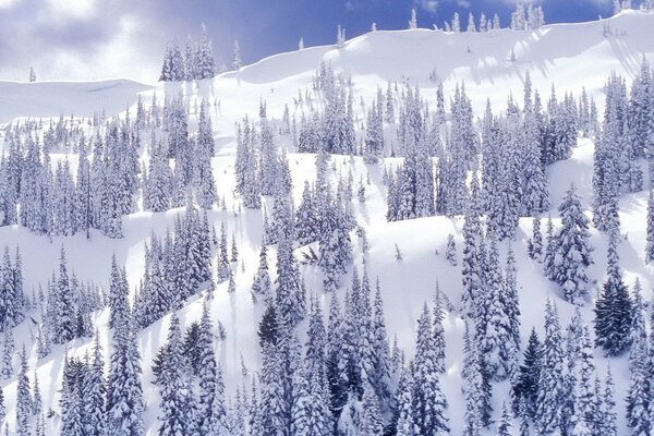 Schneehang mit Weihnachtsbäumen drauf