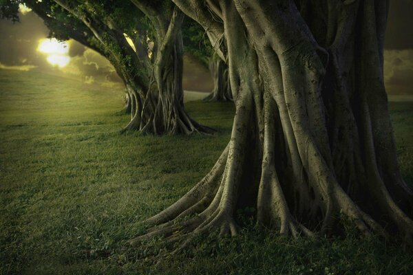 Tronco di un grande albero nell oscurità