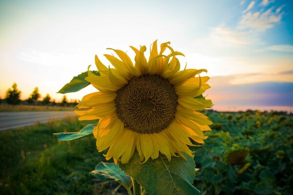 Girasole su uno sfondo di cielo e strada