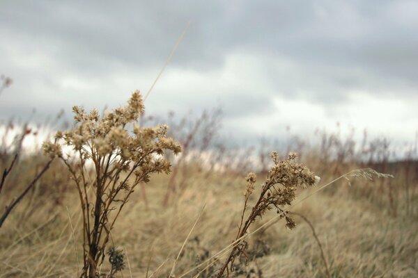 The grass grows in autumn and prickly