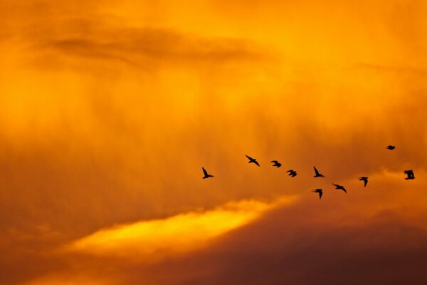 Eine Herde von Vögeln fliegt durch den Himmel