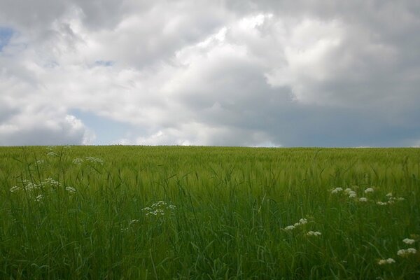 Cielo nublado sobre hierba verde