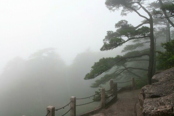 Alberi nella nebbia vicino al recinto