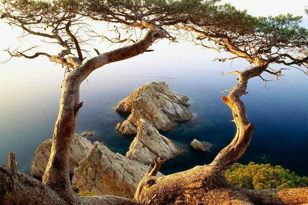 Rocky coast and unusual trees