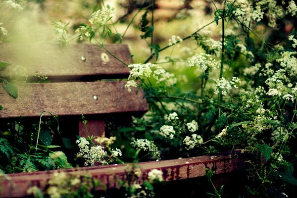 An old cozy bench in the greenery