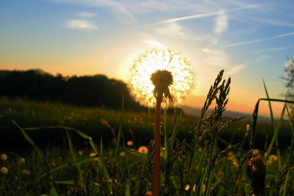 Photo du soleil à travers le pissenlit en été