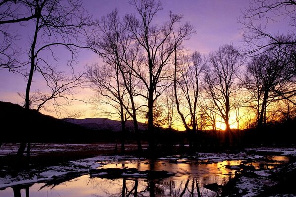 Silhouettes of trees in winter at sunset