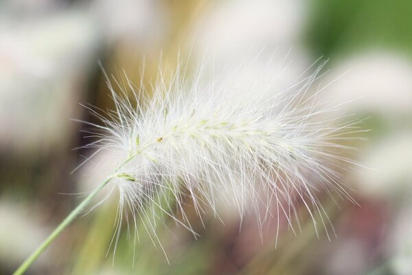 The white branch of the plant