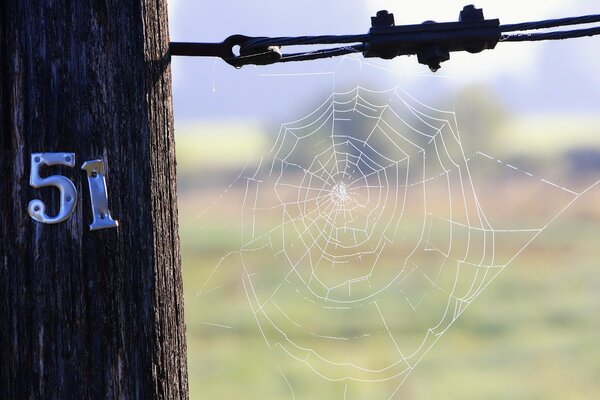 The web on the pole with the number 51