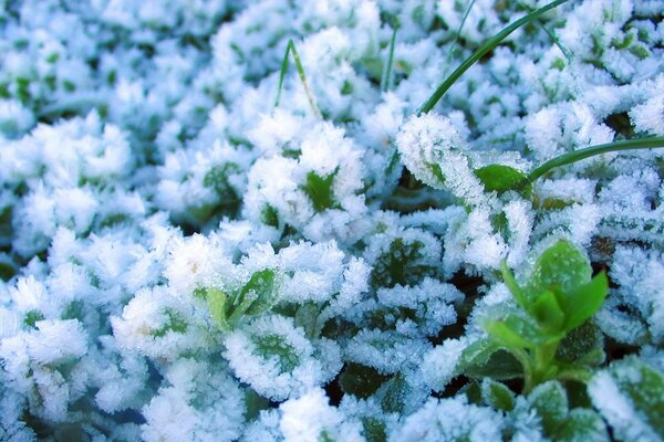 Plantes vertes sur la neige en hiver