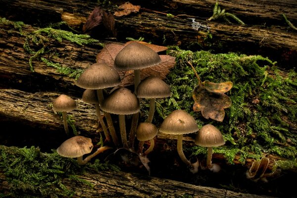 Grass and mushrooms on a log