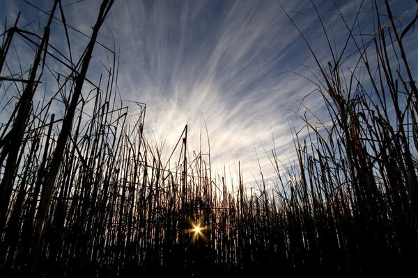 Le soleil se fraye un chemin à travers les hautes herbes de la brousse