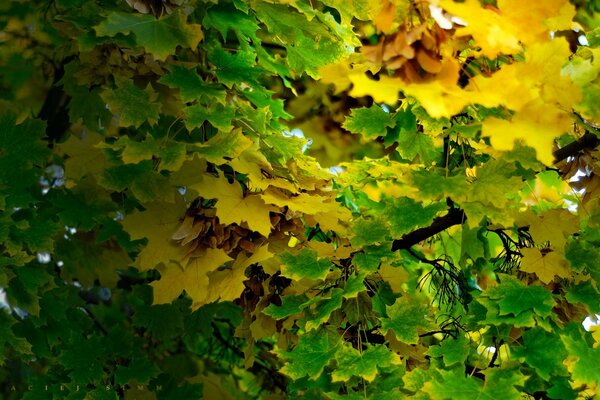 Imagen de hojas de otoño verdes y amarillas en un árbol