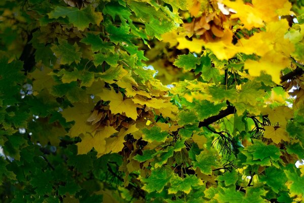 Изображение зеленых и желтых осенних листьев на дереве