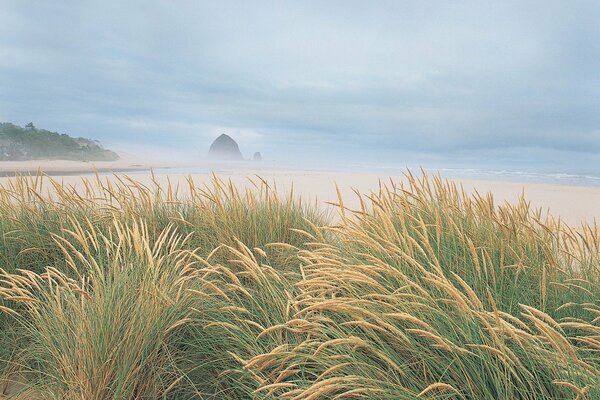 The best option for a holiday is the sea and the beach