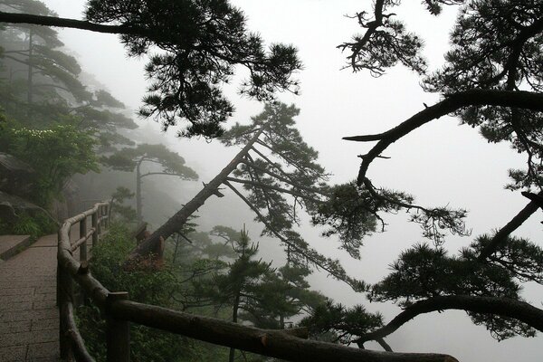 Foto di alberi sul sentiero nella nebbia