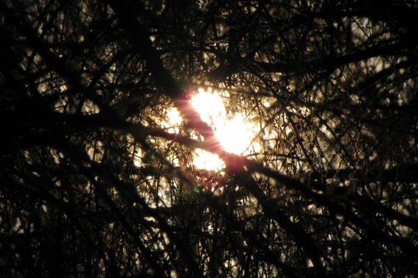 Raggio di sole che si fa strada smussando i rami degli alberi