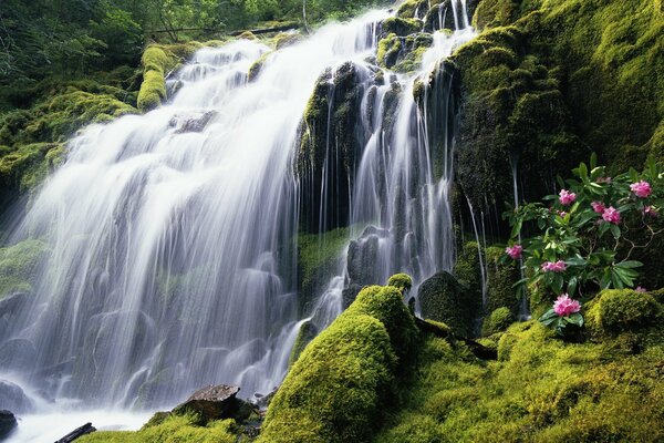 Wasserfall in moosigen Bergen und rosa Blüten