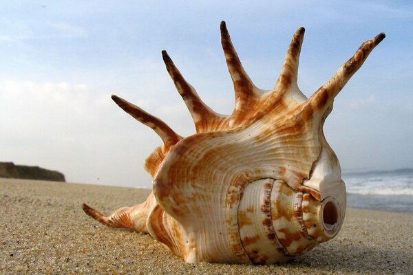 A huge shell on a sandy beach