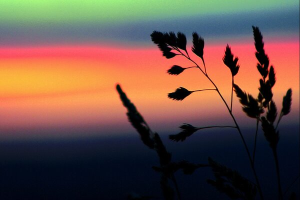 Sileet grass on a bright colored background