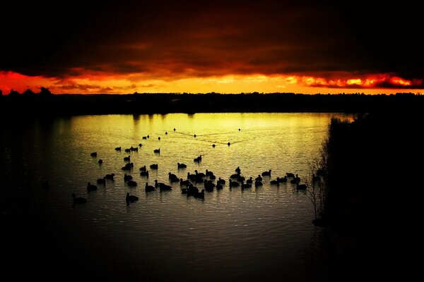 Aves en el agua en el fondo de la puesta de sol
