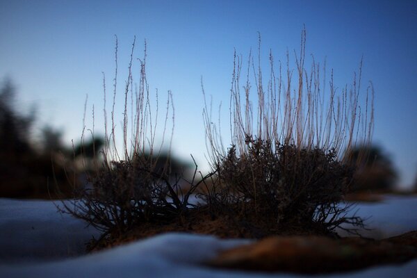 Landschaft des Busches am Abend Schnee