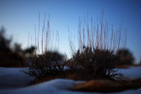 Paisaje de arbustos en la noche de nieve