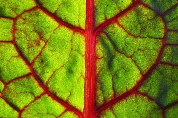 Green leaf with red streaks under macro photography