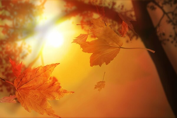 Las hojas de otoño vuelan de los árboles contra el sol