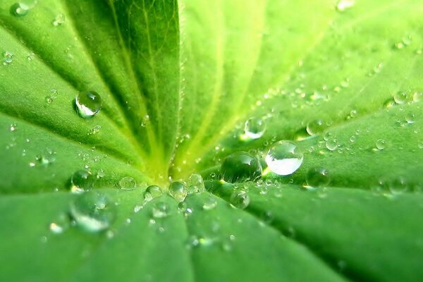 Gotas de lluvia bajo la luz del sol en la hoja